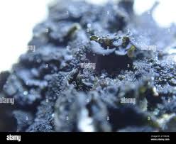 Attēlu rezultāti vaicājumam “Leptogium saturninum”