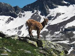 Attēlu rezultāti vaicājumam “Capra juvenile”