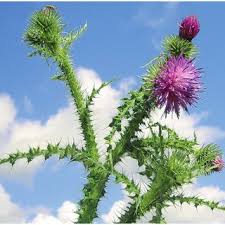 Attēlu rezultāti vaicājumam “Carduus crispus leaf”