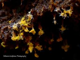 Attēlu rezultāti vaicājumam “Badhamiopsis praetermissa macro”