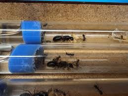 Attēlu rezultāti vaicājumam “Camponotus herculeanus”