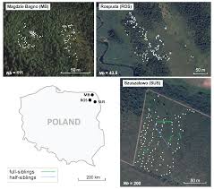 Attēlu rezultāti vaicājumam “Betula humilis fruit”