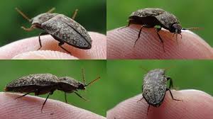 Attēlu rezultāti vaicājumam “Agrypnus murinus”