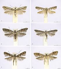 Attēlu rezultāti vaicājumam “Epermeniidae”