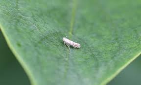 Attēlu rezultāti vaicājumam “Phyllonorycter sp.”