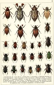 Attēlu rezultāti vaicājumam “Hoplia graminicola”