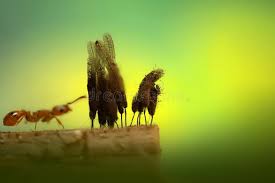 Attēlu rezultāti vaicājumam “Physarum confertum macro”