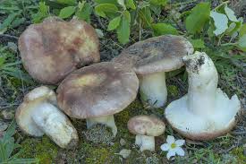 Attēlu rezultāti vaicājumam “Russula vesca”