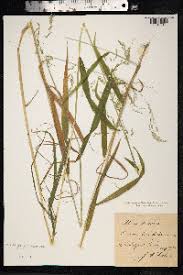 Attēlu rezultāti vaicājumam “Cinna latifolia”