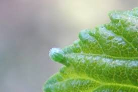 Attēlu rezultāti vaicājumam “Polygonia c-album larva”