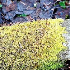 Attēlu rezultāti vaicājumam “Sciuro-hypnum reflexum”