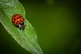 Attēlu rezultāti vaicājumam “Coccinellidae”