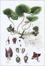 Attēlu rezultāti vaicājumam “Asarum europaeum”