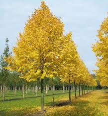 Attēlu rezultāti vaicājumam “Tilia”