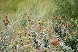 Attēlu rezultāti vaicājumam “Lophozia capitata”