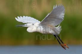 Attēlu rezultāti vaicājumam “Egretta garzetta”