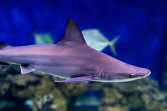 Image result for Carcharhinus plumbeus