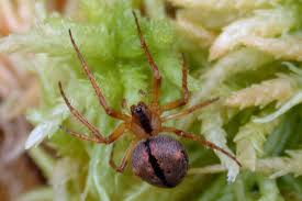 Attēlu rezultāti vaicājumam “Gibbaranea gibbosa”