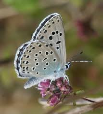 Attēlu rezultāti vaicājumam “Phengaris arion upperside”