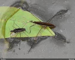 Attēlu rezultāti vaicājumam “Limnoporus rufoscutellatus”