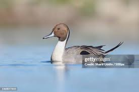 Image result for Anas acuta