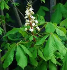 Attēlu rezultāti vaicājumam “Aesculus hippocastanum”