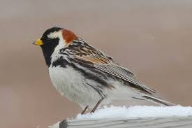 Image result for Calcarius lapponicus