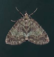 Attēlu rezultāti vaicājumam “Hydriomena impluviata”