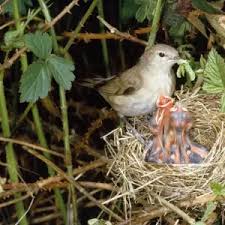 Attēlu rezultāti vaicājumam “Sylvia borin eggs”