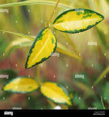 Attēlu rezultāti vaicājumam “Vinca minor leaf”