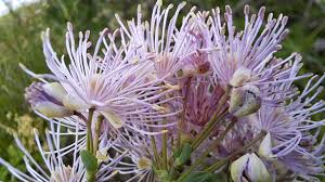Attēlu rezultāti vaicājumam “Thalictrum aquilegifolium bud”