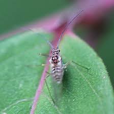 Attēlu rezultāti vaicājumam “Drepanosiphum platanoidis”