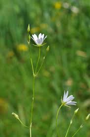 Attēlu rezultāti vaicājumam “Stellaria palustris”