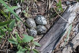Attēlu rezultāti vaicājumam “Crex crex eggs”