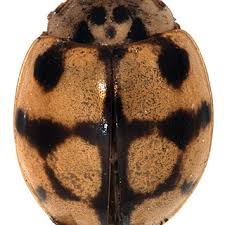 Attēlu rezultāti vaicājumam “Adalia decempunctata”