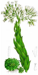 Attēlu rezultāti vaicājumam “Jovibarba globifera”