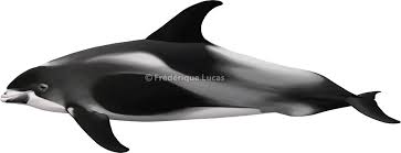 Image result for Lagenorhynchus albirostris