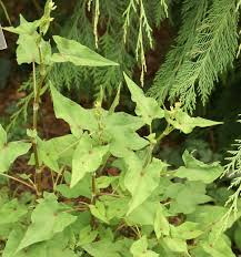 Attēlu rezultāti vaicājumam “Fagopyrum esculentum leaf”