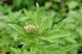 Attēlu rezultāti vaicājumam “Artemisia vulgaris leaf”