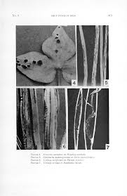 Attēlu rezultāti vaicājumam “Sphacelotheca hydropiperis”