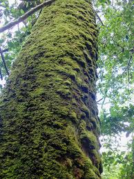 Attēlu rezultāti vaicājumam “Zygodon rupestris”