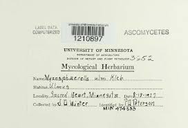 Attēlu rezultāti vaicājumam “Mycosphaerella ulmi”