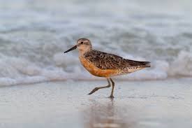Attēlu rezultāti vaicājumam “Calidris canutus”