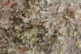 Attēlu rezultāti vaicājumam “Chaenotheca laevigata”