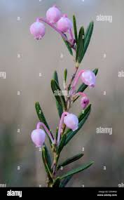 Attēlu rezultāti vaicājumam “Andromeda polifolia bud”