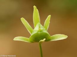 Attēlu rezultāti vaicājumam “Gagea lutea bud”