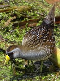 Image result for Porzana carolina