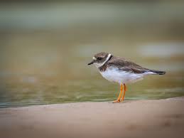 Attēlu rezultāti vaicājumam “Charadrius hiaticula”