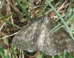 Attēlu rezultāti vaicājumam “Scopula immorata”