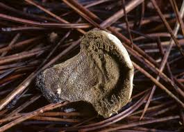 Attēlu rezultāti vaicājumam “Lycoperdon perlatum”